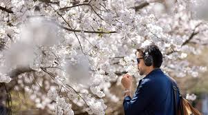 Atlanta Shatters 35-Year Pollen Record Amid Allergy Nightmare