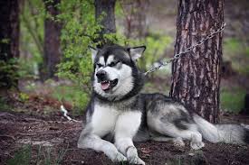 خطرناک قوی ترین سگ دنیا. Ûµ Ù…ÙˆØ±Ø¯ Ø§Ø² Ø®Ø·Ø±Ù†Ø§Ú© ØªØ±ÛŒÙ† Ù†Ú˜Ø§Ø¯Ù‡Ø§ÛŒ Ø³Ú¯ ÙˆØ­Ø´ÛŒ Ø¯Ø± Ø¬Ù‡Ø§Ù† ØªØ§Ù¾ ÙØ§ÛŒÙˆ Ù¾Ù†Ø¬Ú¯Ø§Ù†Ù‡ Ù‡Ø§ÛŒ Ø¨Ø±ØªØ± Ø§ÛŒØ±Ø§Ù† Ùˆ Ø¬Ù‡Ø§Ù†