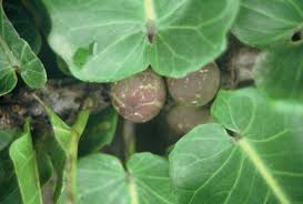Image result for Ficus scassellatii