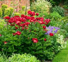 Image result for Crambe