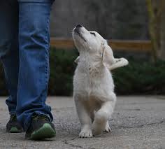 Check spelling or type a new query. Trained English Golden Retriever Puppies Summer Brook
