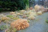 Image result for Aneilema umbrosum