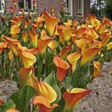 Image result for Zantedeschia