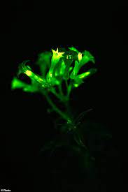 Maybe you would like to learn more about one of these? Scientists Are Cultivating Glow In The Dark Flowers By Inserting Dna From Bioluminescent Mushrooms Daily Mail Online