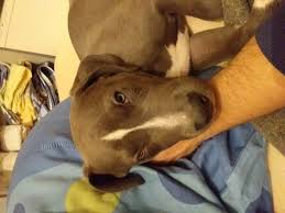 Check out more awesome videos instagram : Pitbull Listenhund In Bayern Halten Tipps Tiere Hund Listenhunde