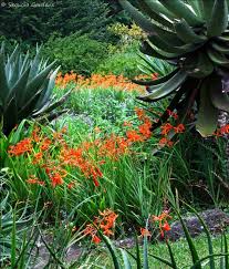 Image result for Crocosmia aurea