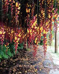 Image result for Senecio urundensis