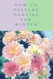 How To Prepare Dahlias For Winter Garden Love