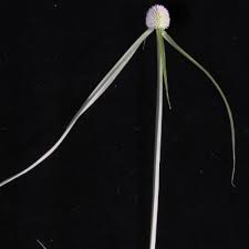 Image result for Kyllinga alba