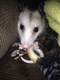 Young Opossum Cleaning Her Tail Baby Opossum Cute Animals Awesome Possum