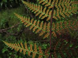 Image result for Hypolepis rugosula