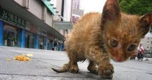 pin on save the animals please adopt