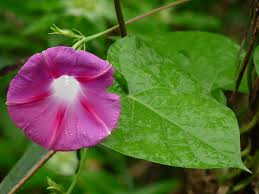 Image result for Ipomoea blepharophylla