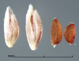 Image result for Leptochloa panicea