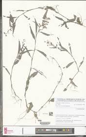 Image result for Floscopa africana