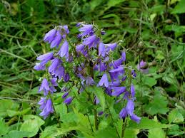 20060730123533 Creeping Or Rampion Bellflower Campanula Rapunculoides Cup And Saucer Trail Shade Plants Bellflower Campanula