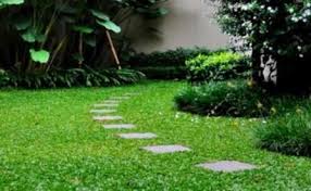 Cupressus sempervirens atau di indonesia sering disebut cemara lilin, mengapa demikian karena bentuk pohon ini memang indah menjulang tinggi dan berbentuk seperti lilin. Cara Budidaya Tanaman Hias Rumput Gajah Mini Niatku Com