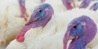 Turkey is a modern country with a captivating blend of antiquity and contemporary and get interesting information about turkey and read up on our history, culture and art, nature. Aviagen Turkeys The Premier Supplier Of Breeding Stock Worldwide