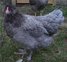 6 Olive Egger Eggs Olive Egger Cute Chicken Coops Chickens Backyard
