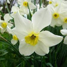 Narcissus Flower Essence Commit To Yourself And Thrive Narcissus Flower Essence Reminds You That There S A Path Th Narcissus Flower Flower Essences Narcissus