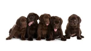 Chocolate Lab Names 300 Names For Your Chocolate Coated Furry Friend Perfect Dog Breeds We love all things dog! chocolate lab names 300 names for