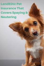 Neutering is a simple surgical procedure that sterilizes a male dog so he's incapable of parenting puppies. Pet Insurance That Covers Spaying Neutering Lendedu Pet Insurance Pets Insurance