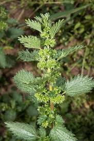 Image result for Urtica