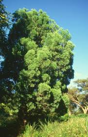 Image result for Afrocarpus falcatus