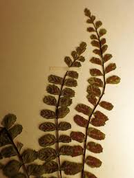 Image result for Asplenium tenuicaudatum