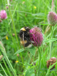 Bees collect nectar from flowers and they store it in their honey stomach, also known as the crop. Spring Bumblebees Northumberland National Park