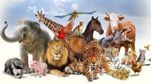 Image result for ANIMAIS