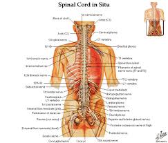 The bones of the back, together, make up the vertebral column. Spine And Vertebre Diagrams Free Download Human Anatomy Human Bones Anatomy Human Back