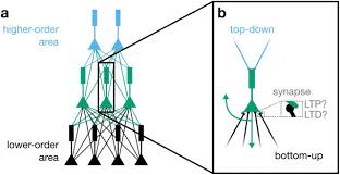 If so, state how you know they are similar. Burst Dependent Synaptic Plasticity Can Coordinate Learning In Hierarchical Circuits Biorxiv