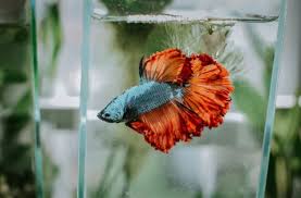 Ikan yang satu ini memiliki warna yang indah sekaligus ekor yang menawan. 20 Jenis Ikan Cupang Yang Bisa Anda Pilih Untuk Dipelihara Blog Ruparupa