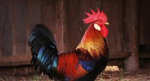 Check spelling or type a new query. Cuanto Cuesta Un Gallo