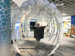 Saint petersburg events have something for everyone. Florida Aquarium Hosts Display By The Artist Who Turns Ocean Garbage Into Sculpture With A Message St Pete Catalyst