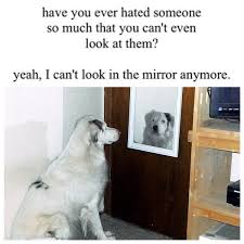 Nora Schell On Twitter This Meme Genre Is Called Dogs Looking Into Mirrors Set To Misunderstood Middle School Girl Myspace Quotes