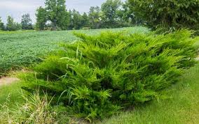 Image result for Juniperus