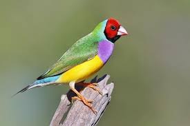 Gambar ilustrasi dengan crayon youtube.com. 5 Fakta Menarik Dari Gouldian Finch Burung Eksotis Asal Australia