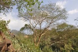 Image result for Vernonia fractiflexa