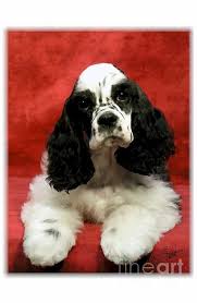 Parti American Cocker Spaniel Black And White Black And White Parti Colors He Domino Effect On This Little Beauty American Cocker Spaniel Beloved Dog Black Cocker Spaniel