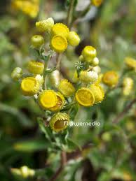 Image result for Helichrysum foetidum
