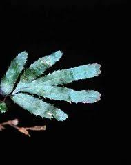 Image result for Hymenophyllum triangulare