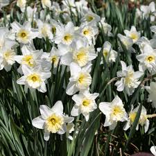 Our flower delivery service can send the freshest flowers in beaumont, designed by your friendly beaumont florists. 18 Plants With White Flowers