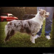 Australian shepherd information including personality, history, grooming, pictures, videos, and the akc breed standard. Australian Shepherd Puppies For Sale Price 450 For Sale In Chattanooga Oklahoma Best Pets Online