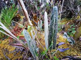 Image result for Elaphoglossum