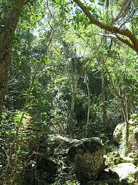 Image result for Afroqueta capensis