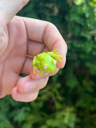 Image result for glass frog