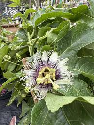 Image result for Passiflora edulis