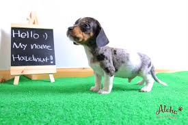 We offer an amazing collection of dachshund puppies for adoption. Pin On Teacup Dachshund